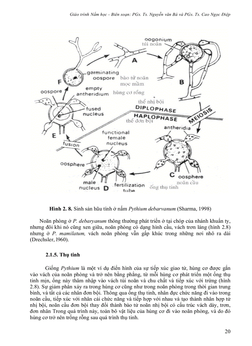 image for page Giáo Trình Nấm Học