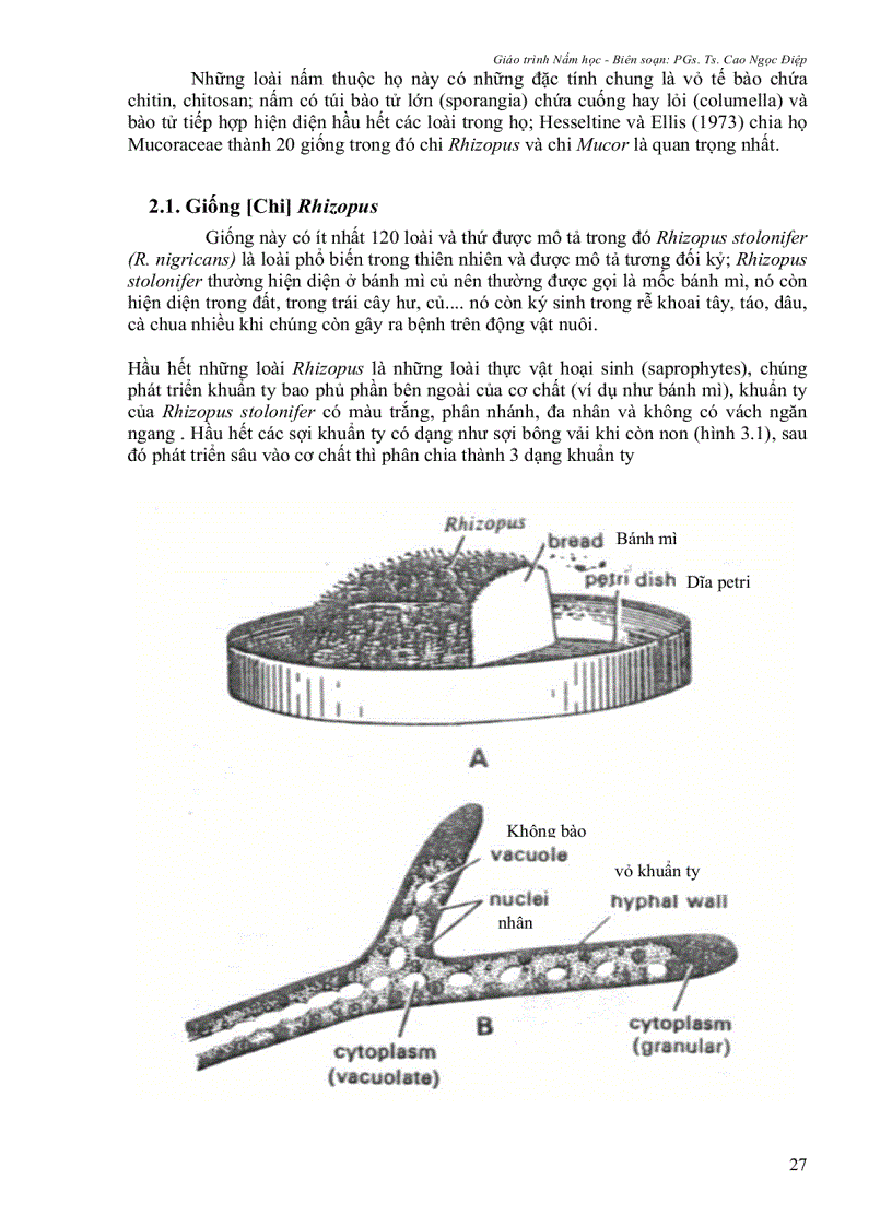image for page Giáo Trình Nấm Học