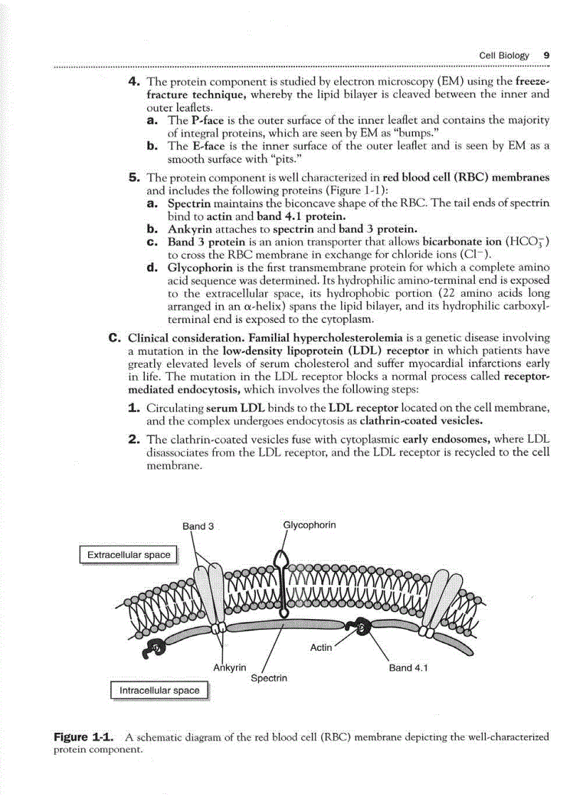image for page High Yield Histology 2d ed