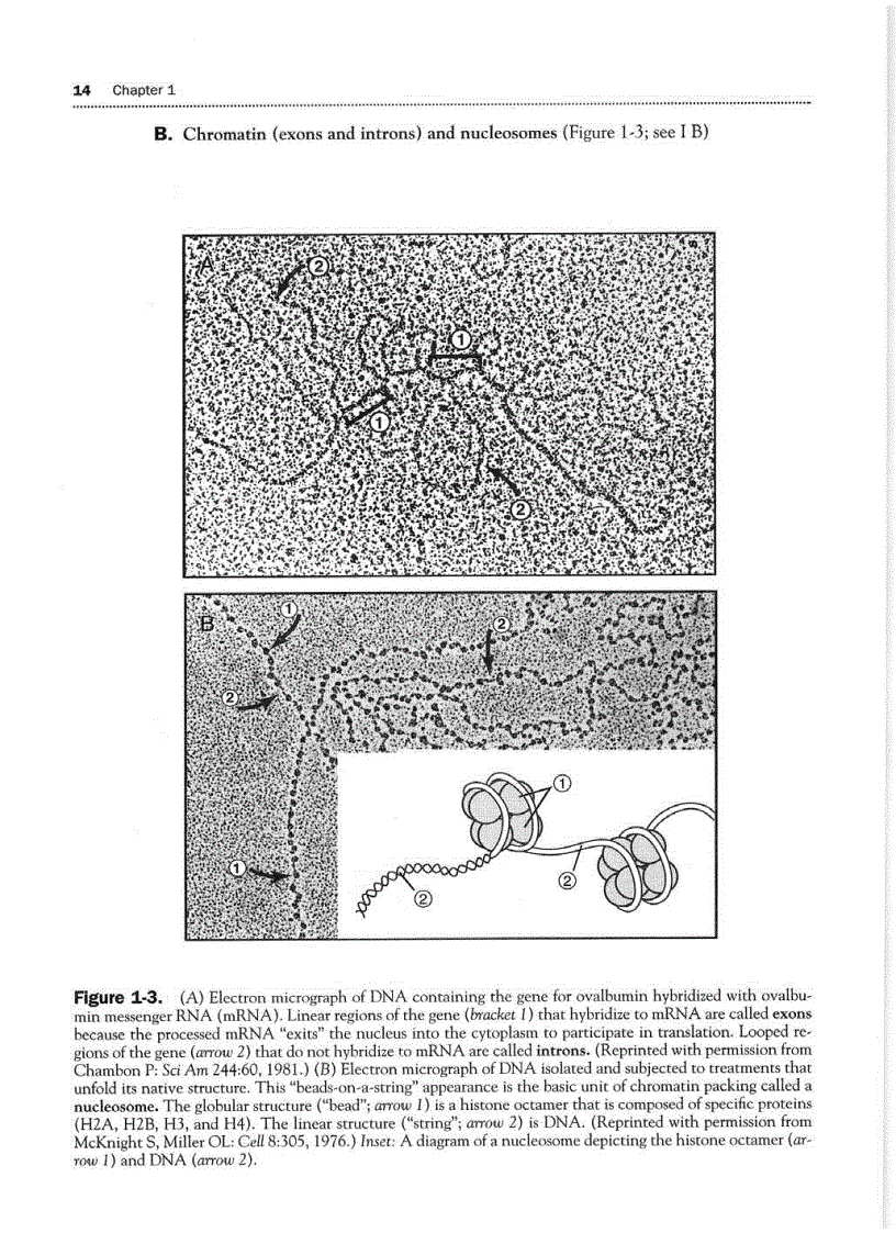 image for page High Yield Histology 2d ed