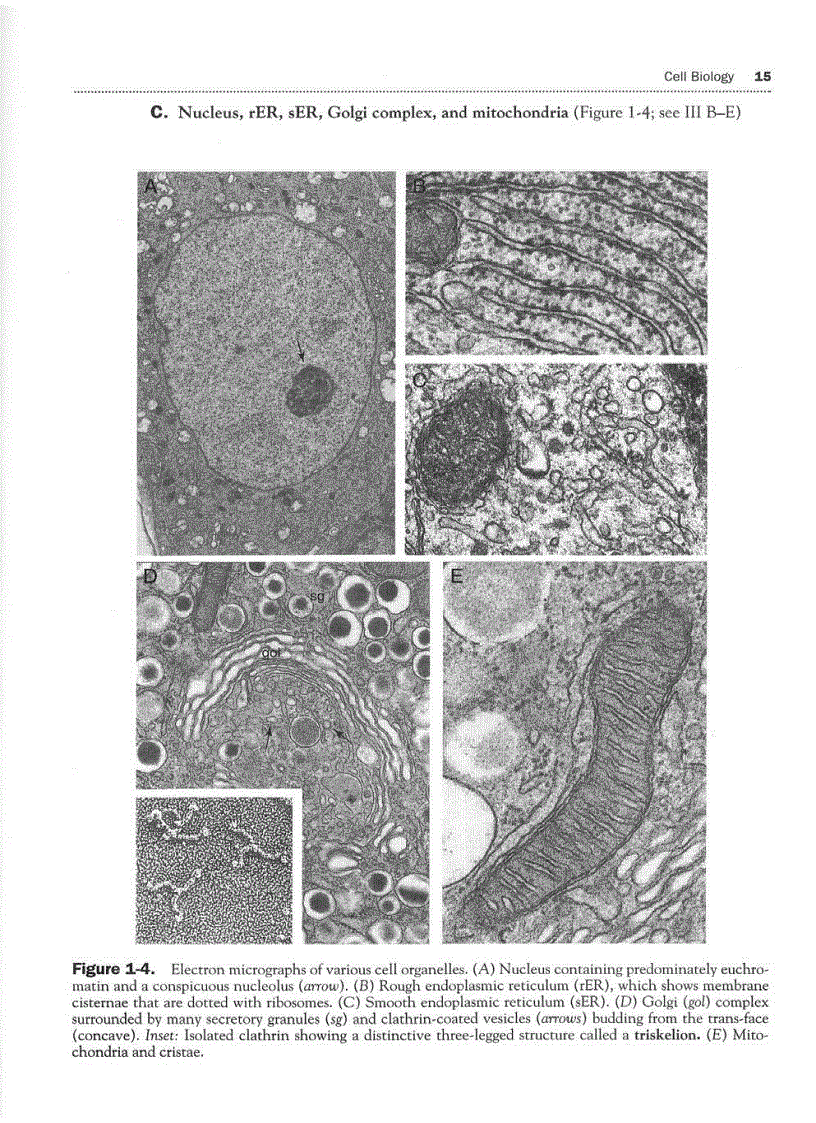 image for page High Yield Histology 2d ed