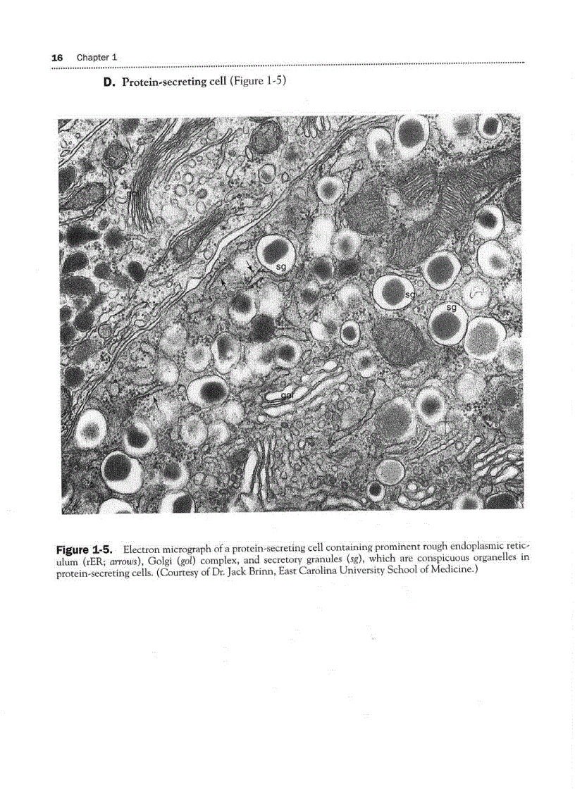 image for page High Yield Histology 2d ed