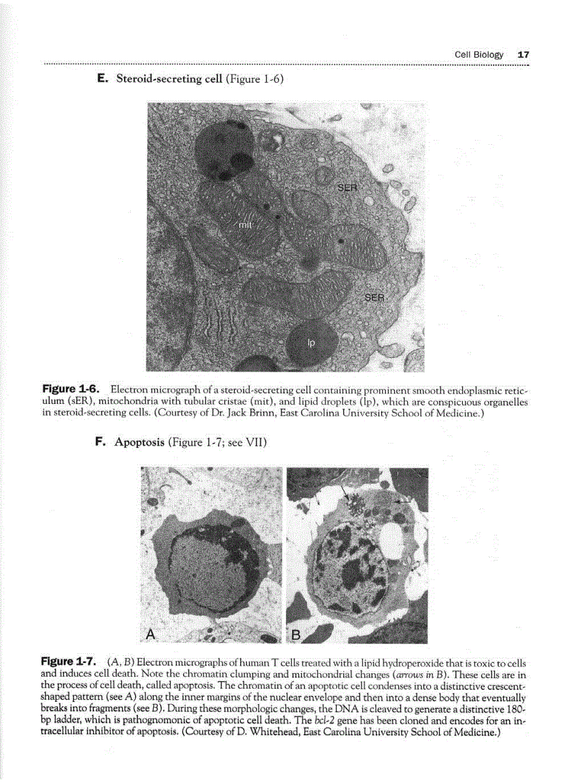 image for page High Yield Histology 2d ed