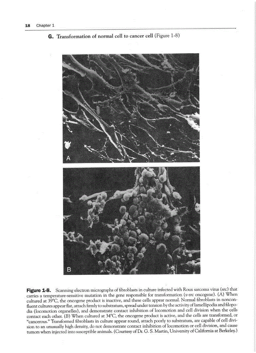 image for page High Yield Histology 2d ed