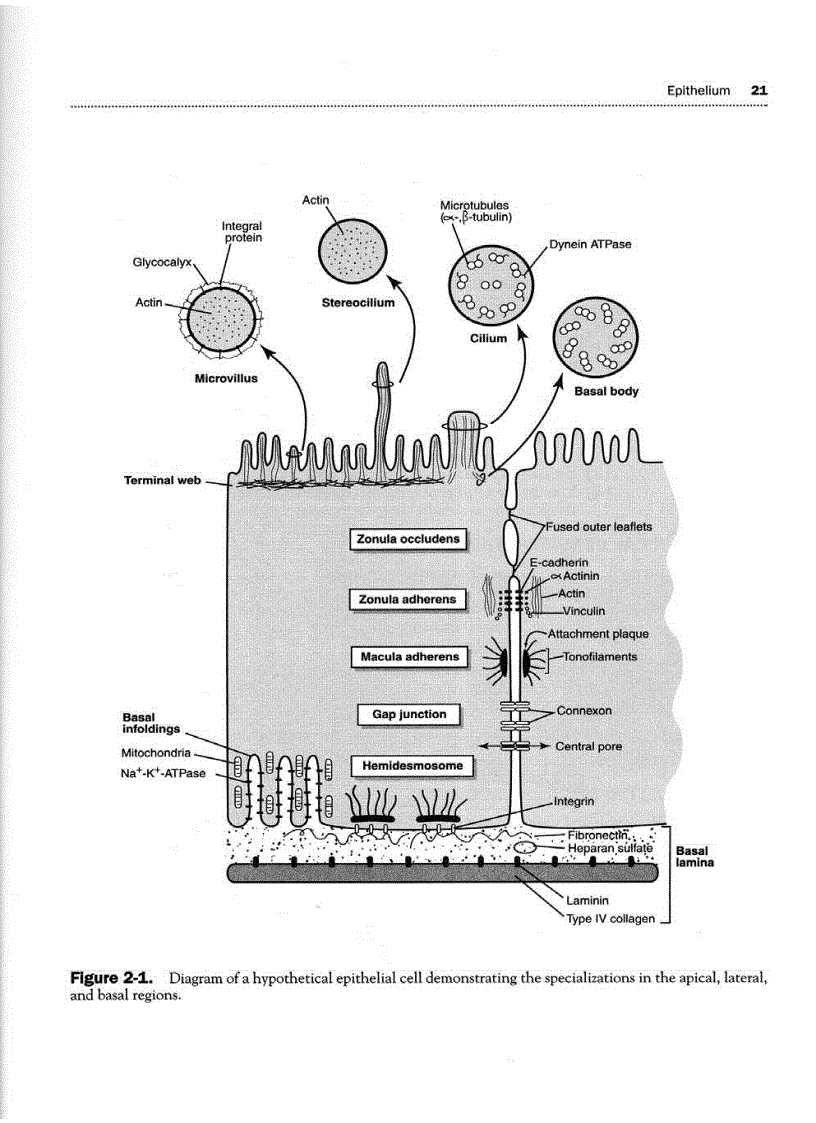 image for page High Yield Histology 2d ed