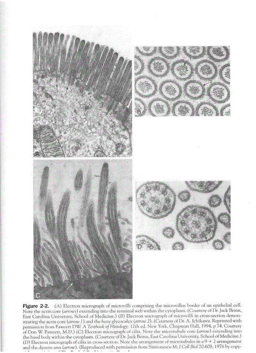 image for page High Yield Histology 2d ed