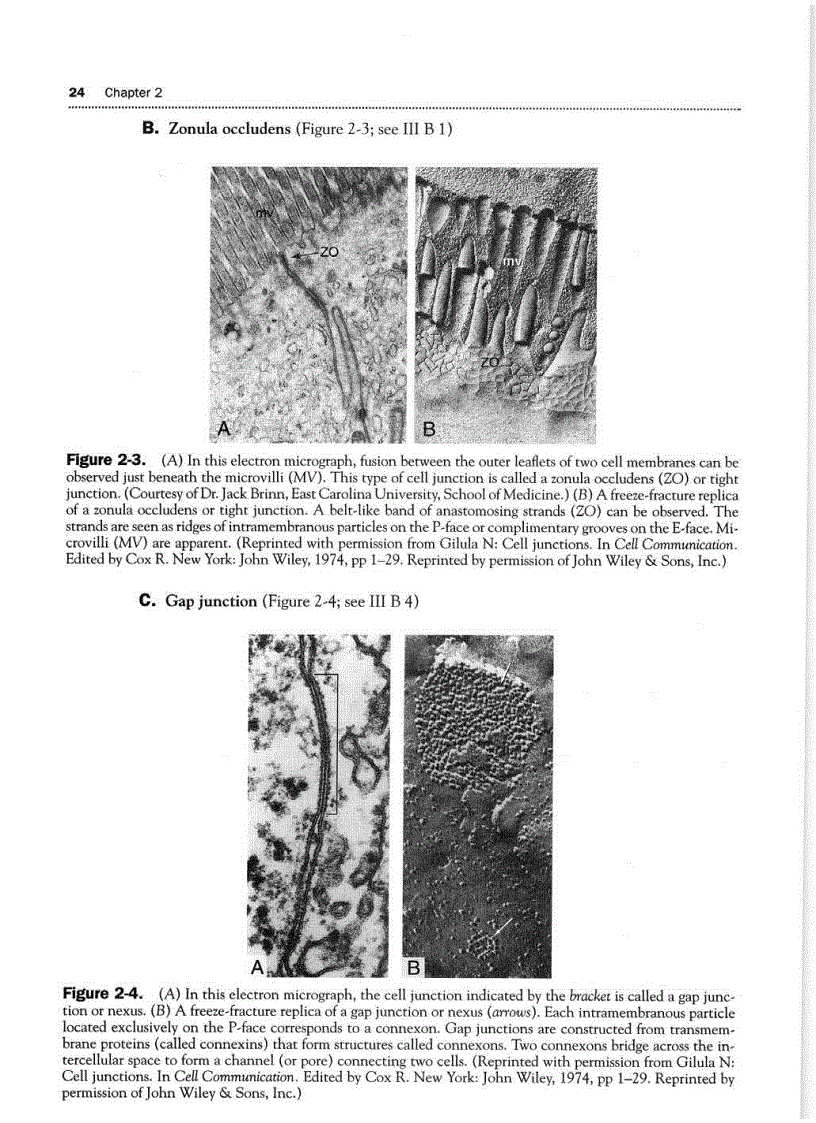 image for page High Yield Histology 2d ed