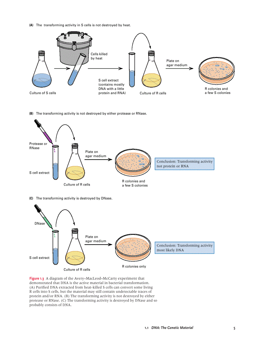 image for page Introduction To Molecular Genetics And Geonomics