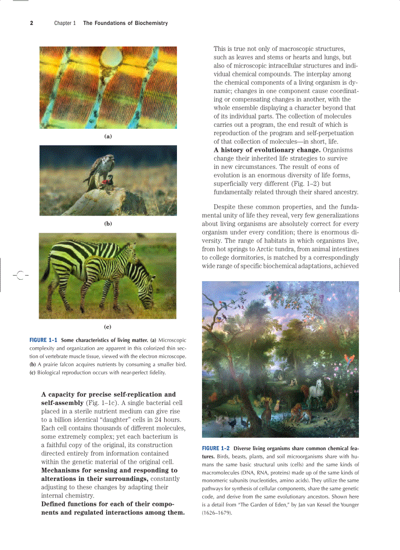 image for page Lehninger Principles of Biochemistry Fourth Edition