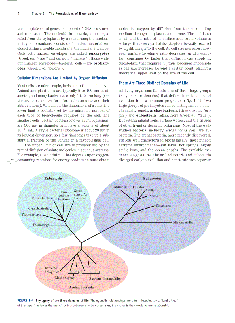 image for page Lehninger Principles of Biochemistry Fourth Edition