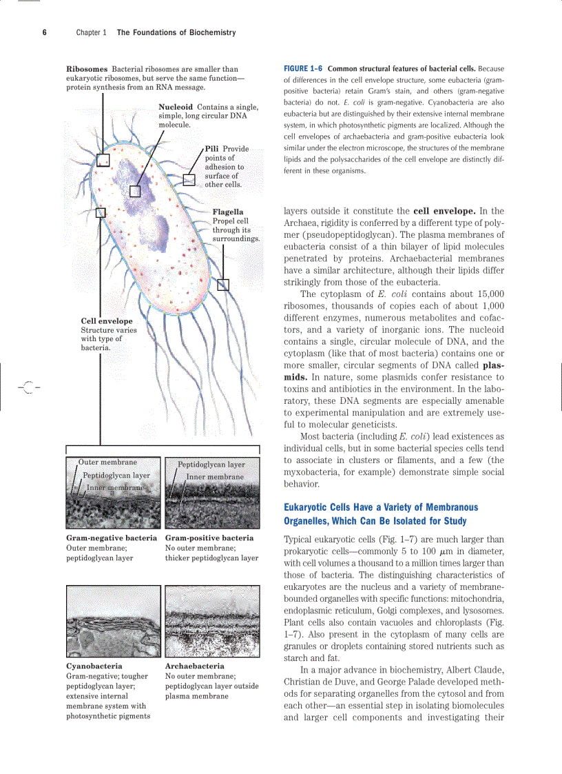 image for page Lehninger Principles of Biochemistry Fourth Edition