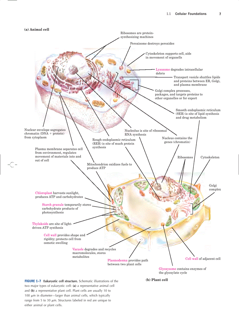 image for page Lehninger Principles of Biochemistry Fourth Edition
