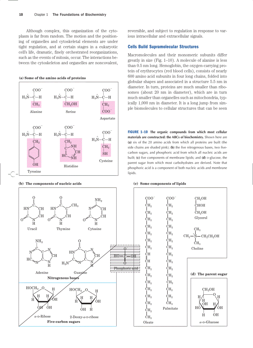 image for page Lehninger Principles of Biochemistry Fourth Edition