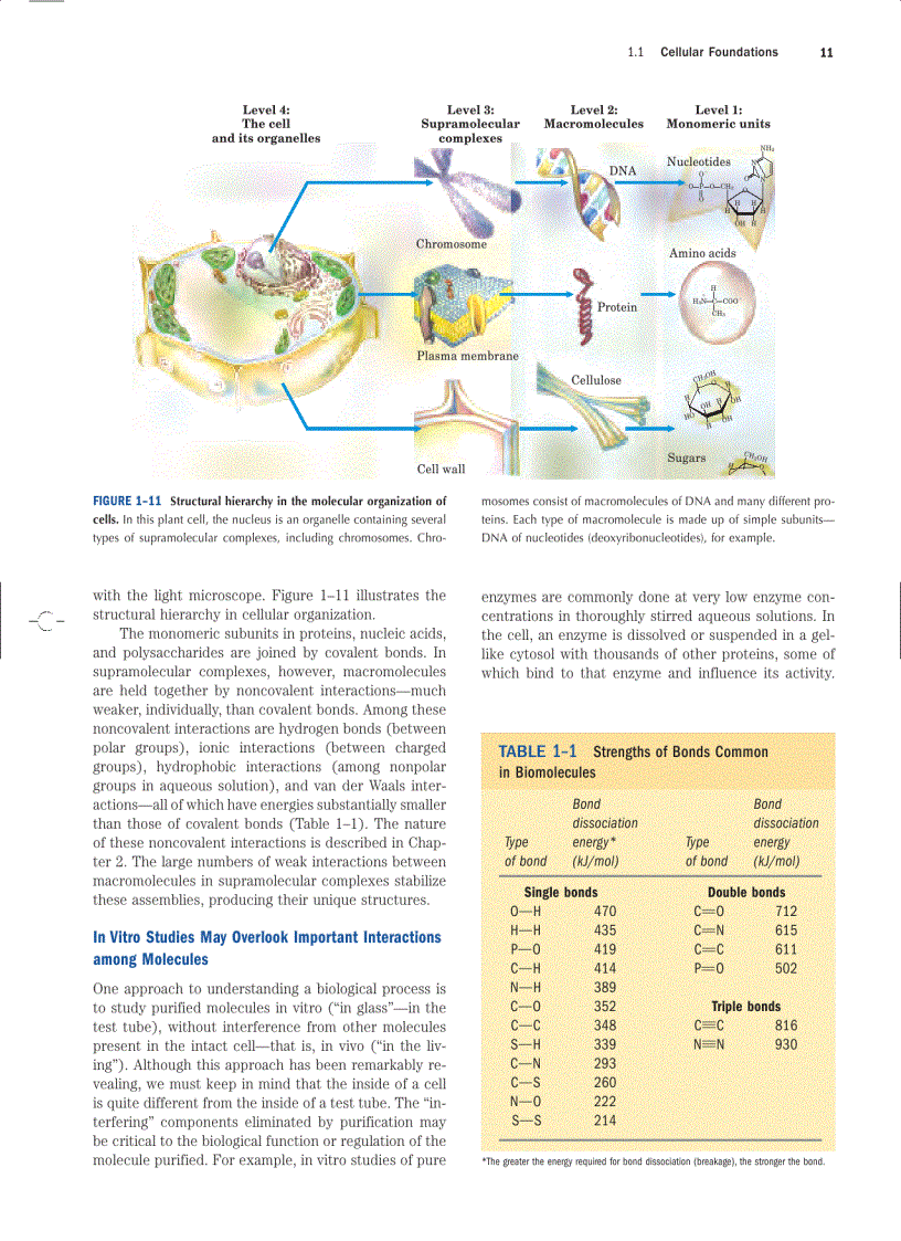 image for page Lehninger Principles of Biochemistry Fourth Edition