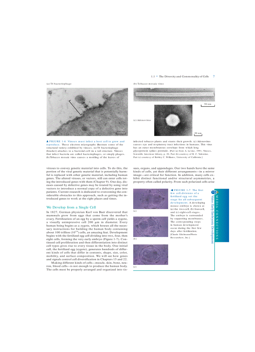 image for page Molecular Cell Biology 5th Eition