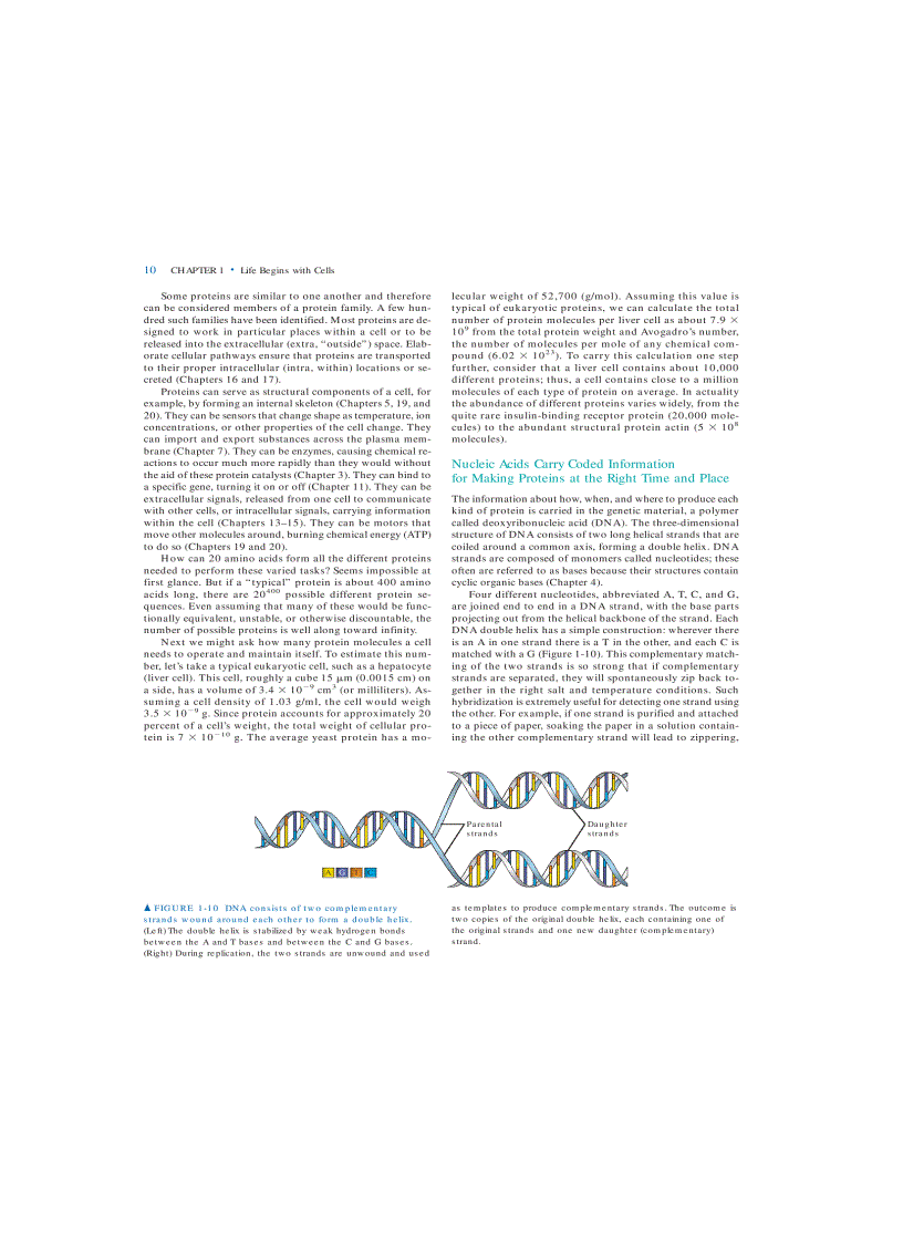 image for page Molecular Cell Biology 5th Eition