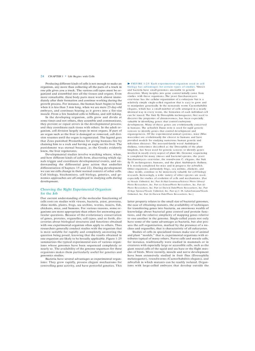 image for page Molecular Cell Biology 5th Eition