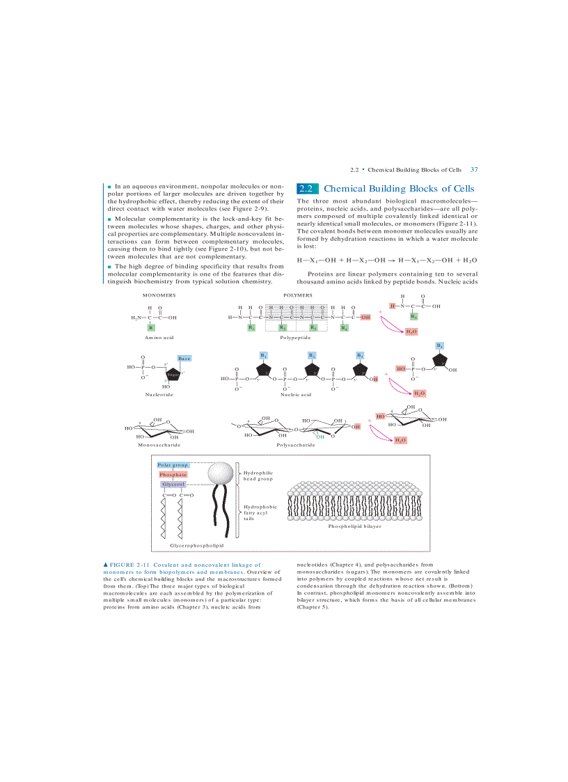 image for page Molecular Cell Biology 5th Eition