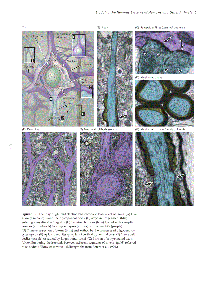 image for page Neuroscience 3ed