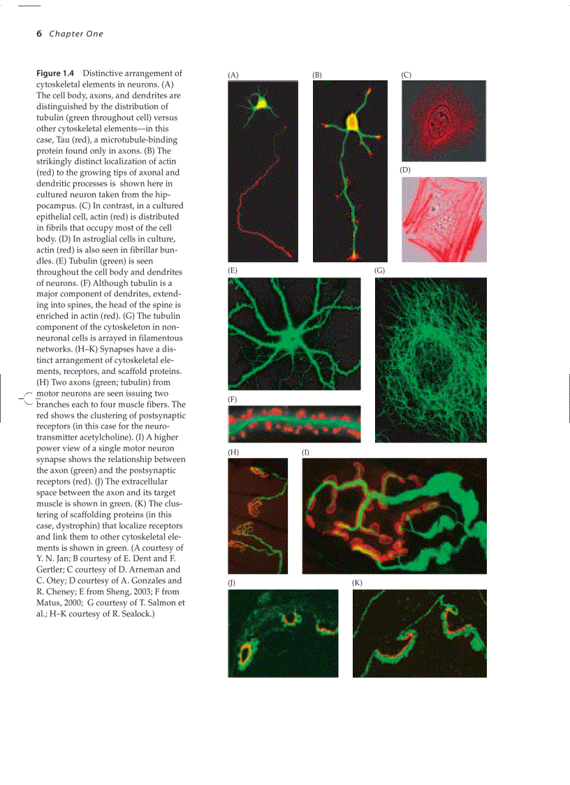image for page Neuroscience 3ed