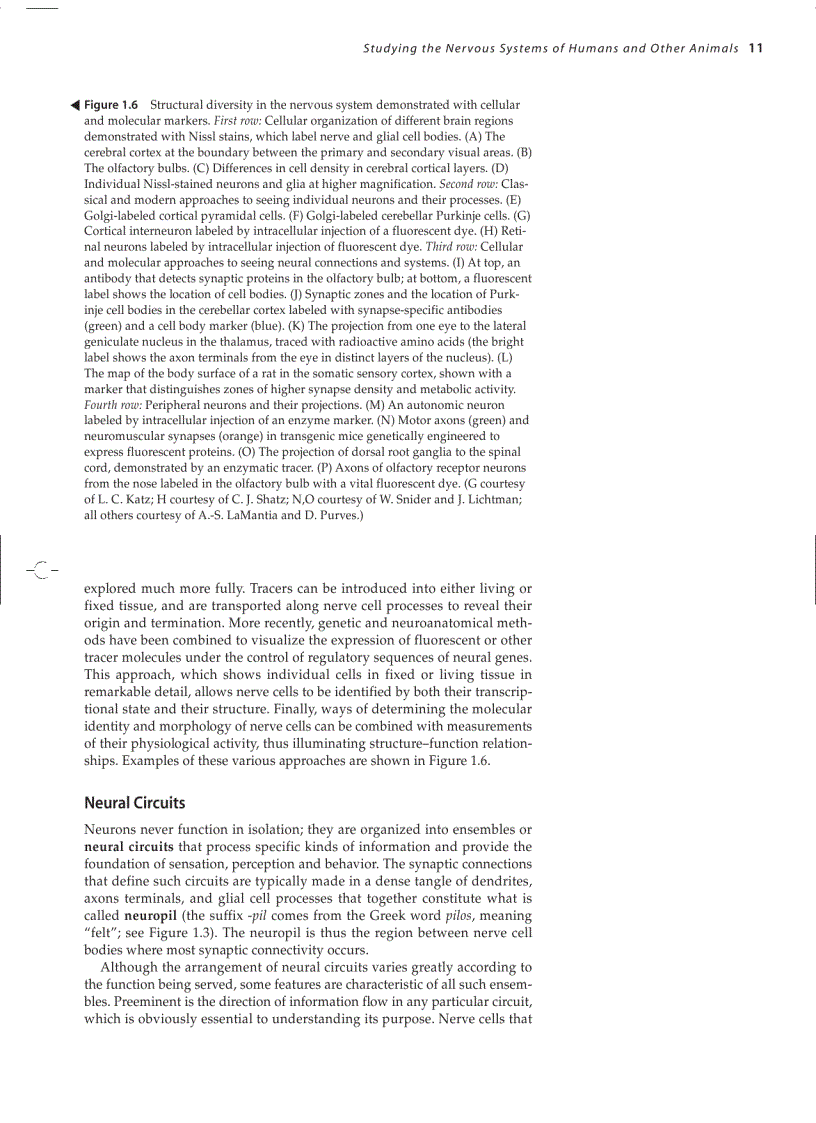 image for page Neuroscience 3ed