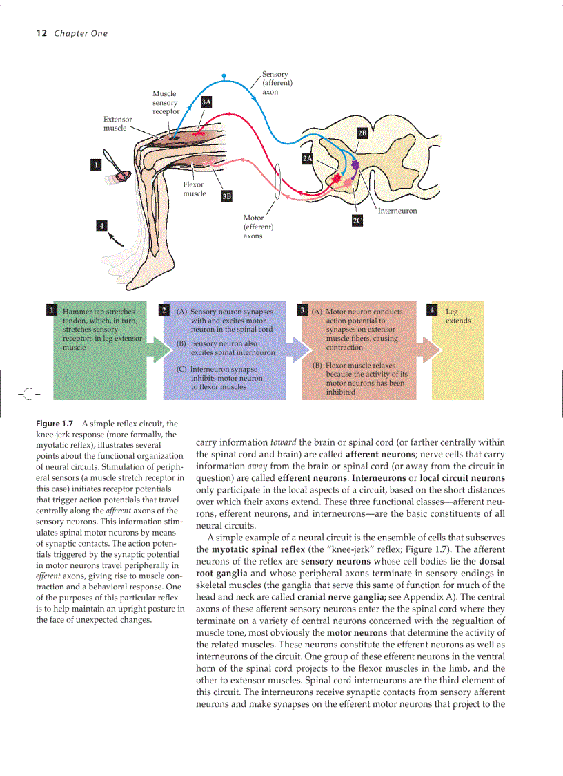 image for page Neuroscience 3ed