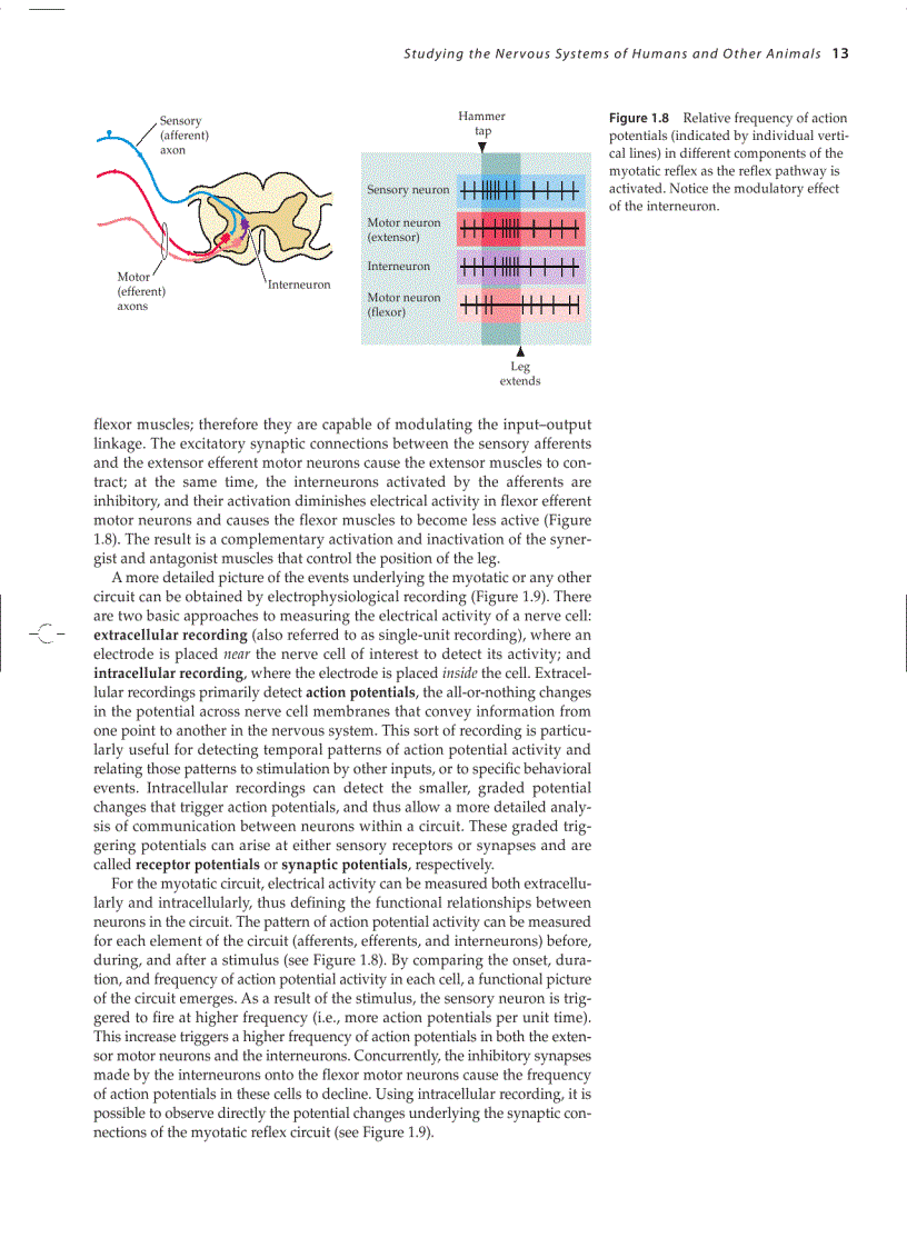 image for page Neuroscience 3ed