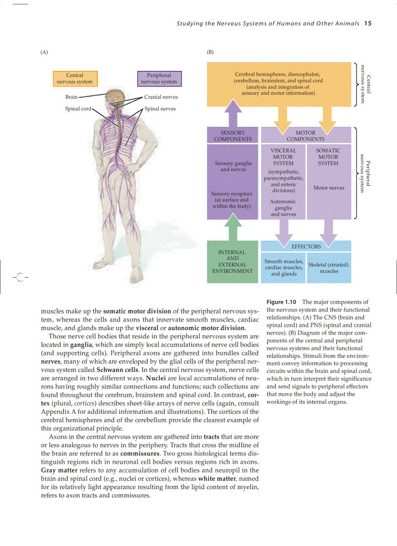 image for page Neuroscience 3ed
