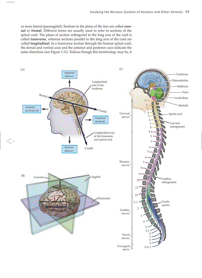 image for page Neuroscience 3ed