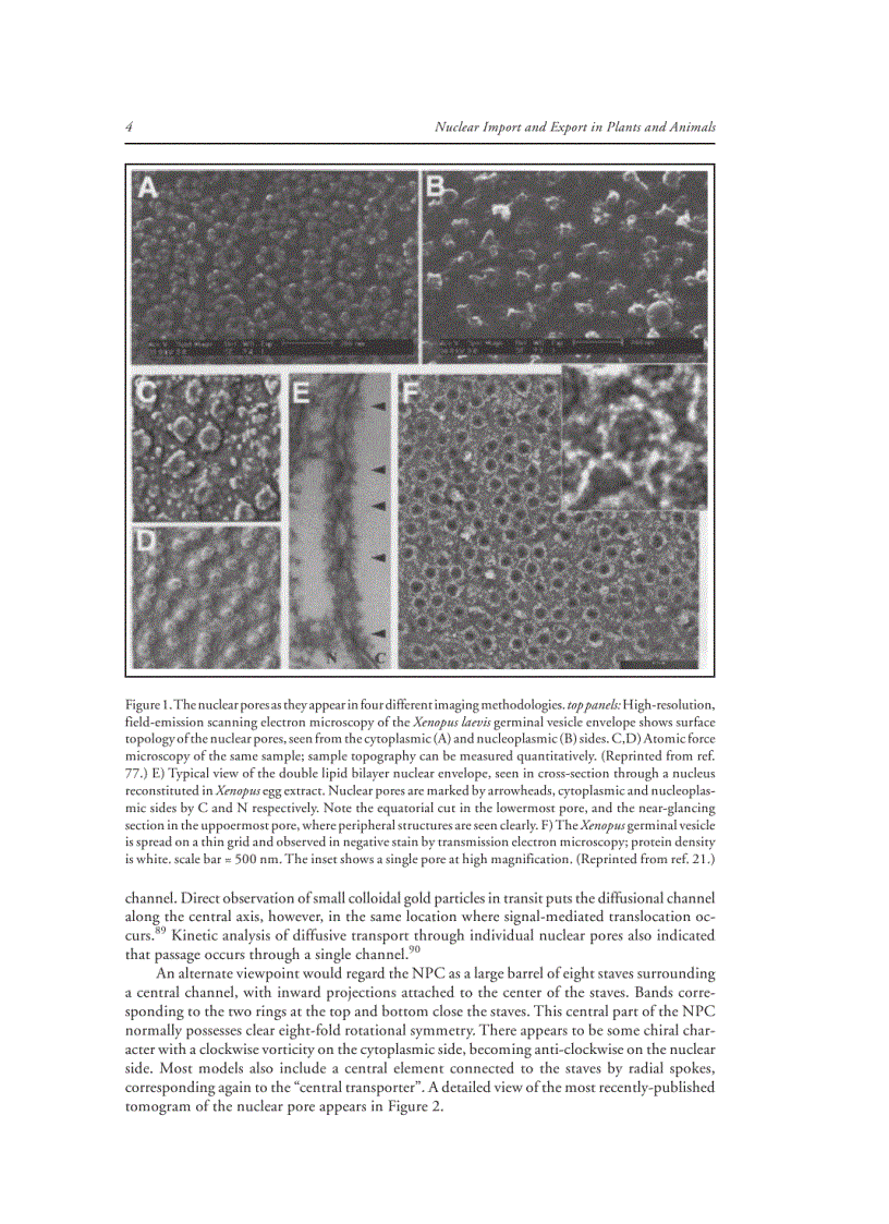image for page Nuclear Import and Export in Plants and Animals