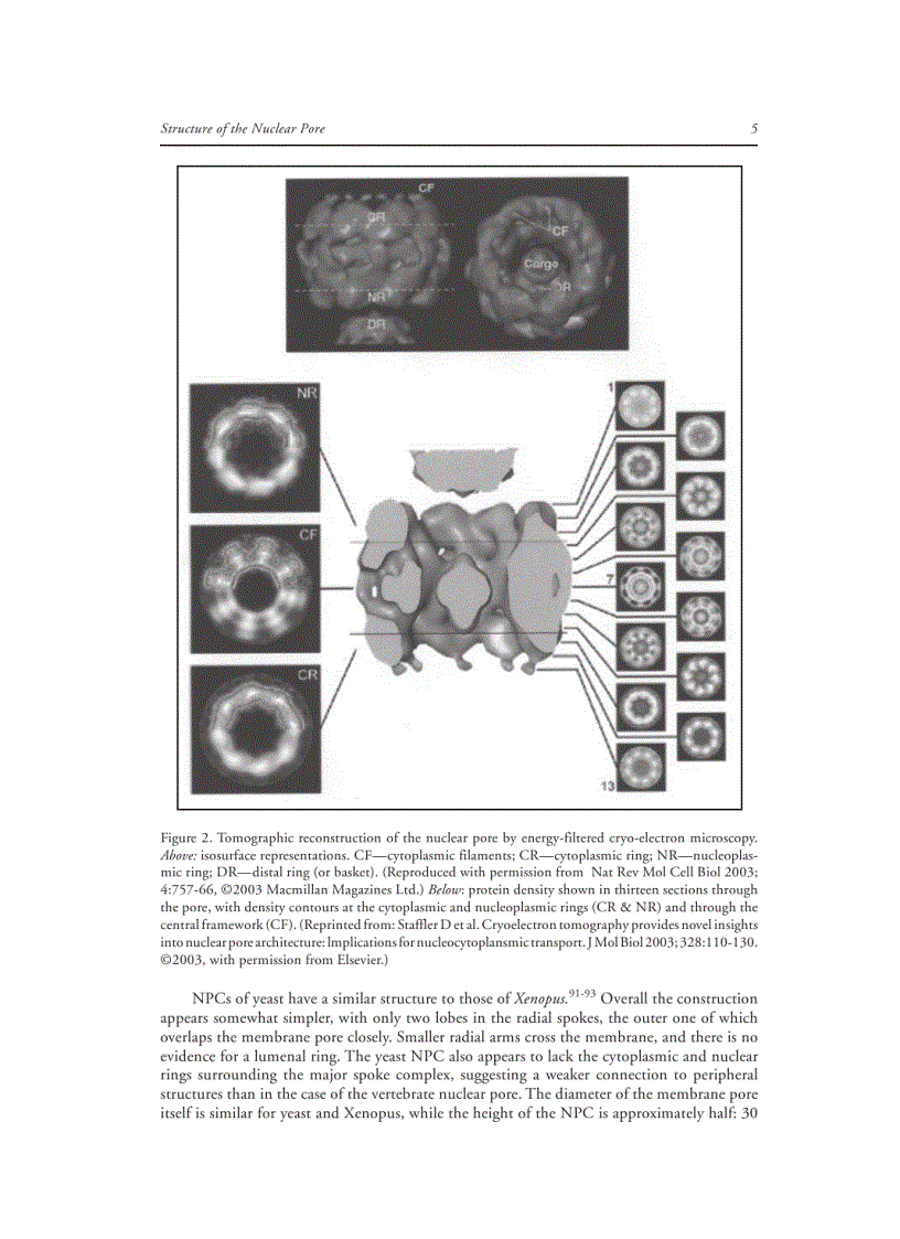 image for page Nuclear Import and Export in Plants and Animals