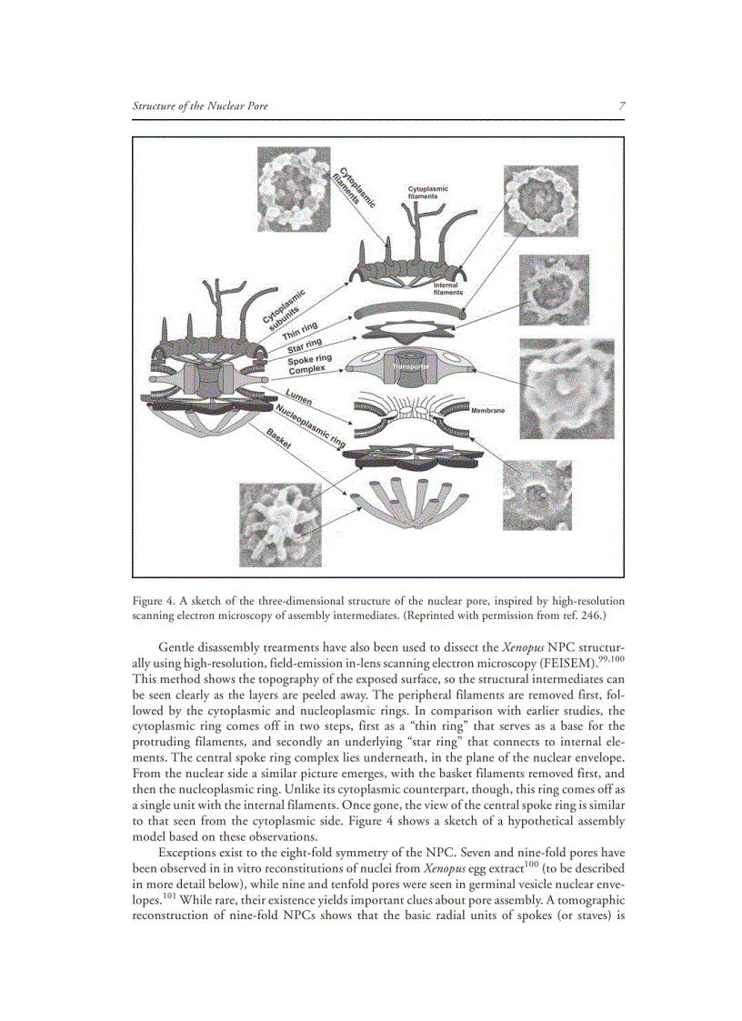 image for page Nuclear Import and Export in Plants and Animals