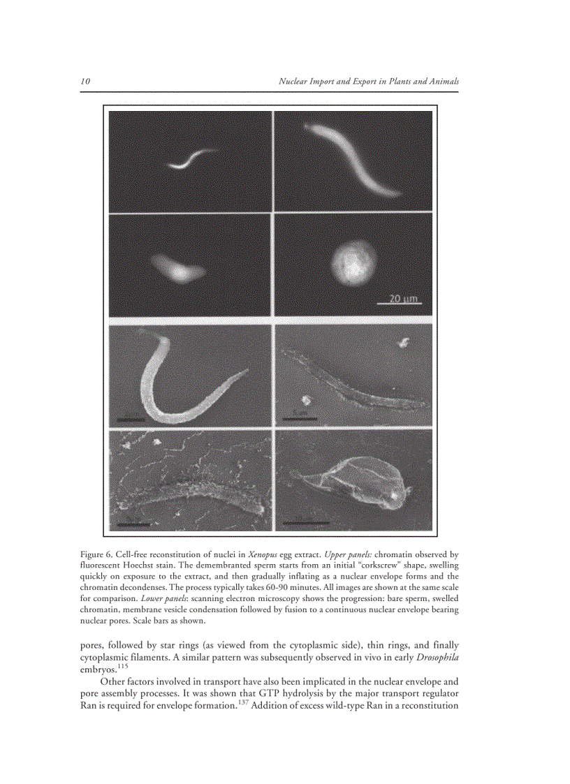 image for page Nuclear Import and Export in Plants and Animals