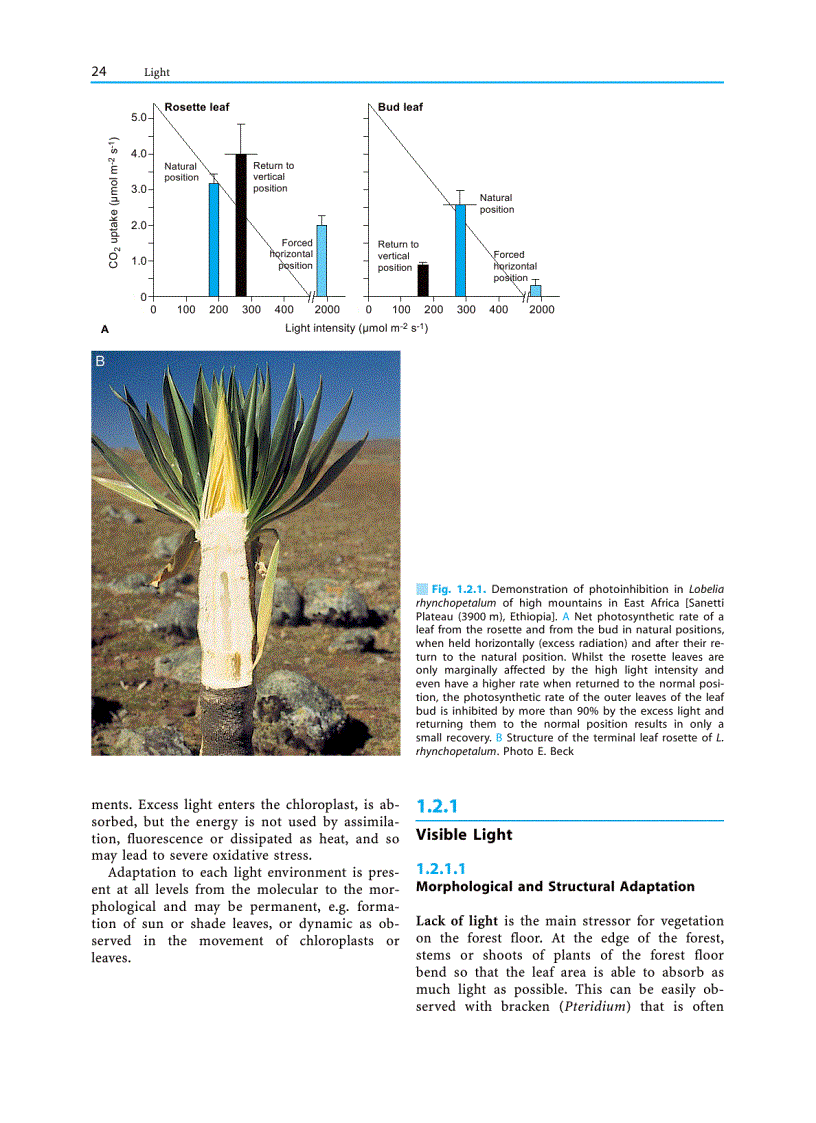 image for page Plant Ecology