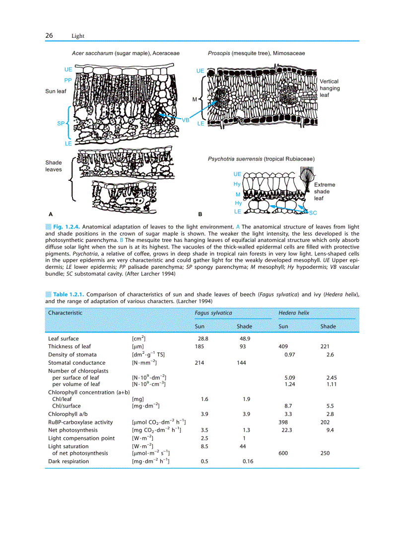 image for page Plant Ecology