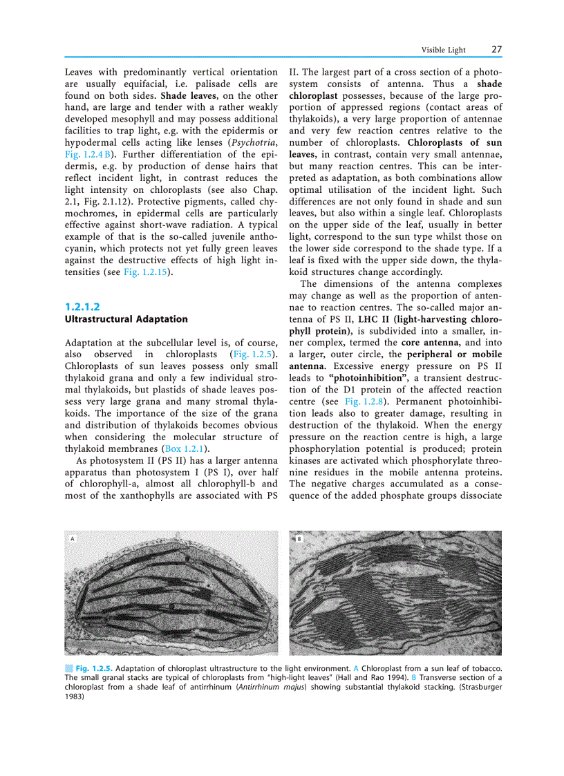 image for page Plant Ecology
