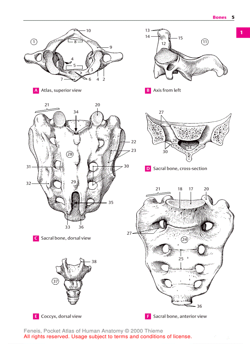 image for page Pocket Atlas of Human Anatomy Based on the International Nomenclature
