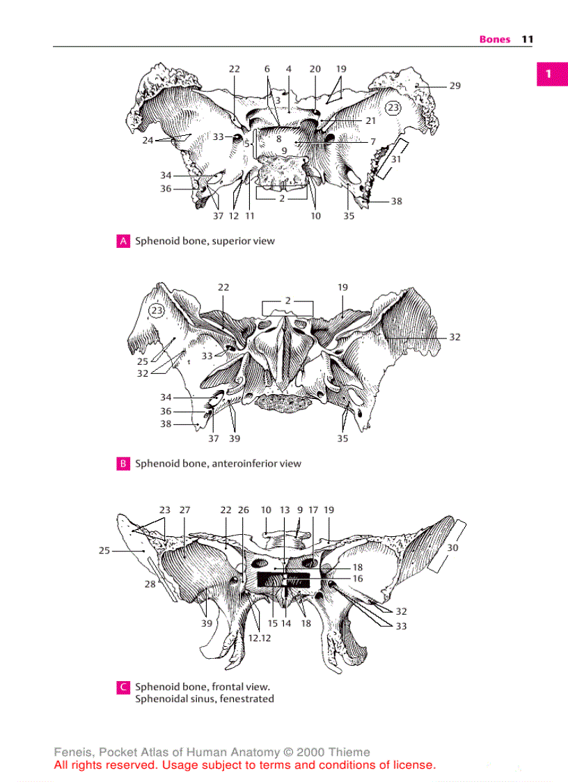 image for page Pocket Atlas of Human Anatomy Based on the International Nomenclature