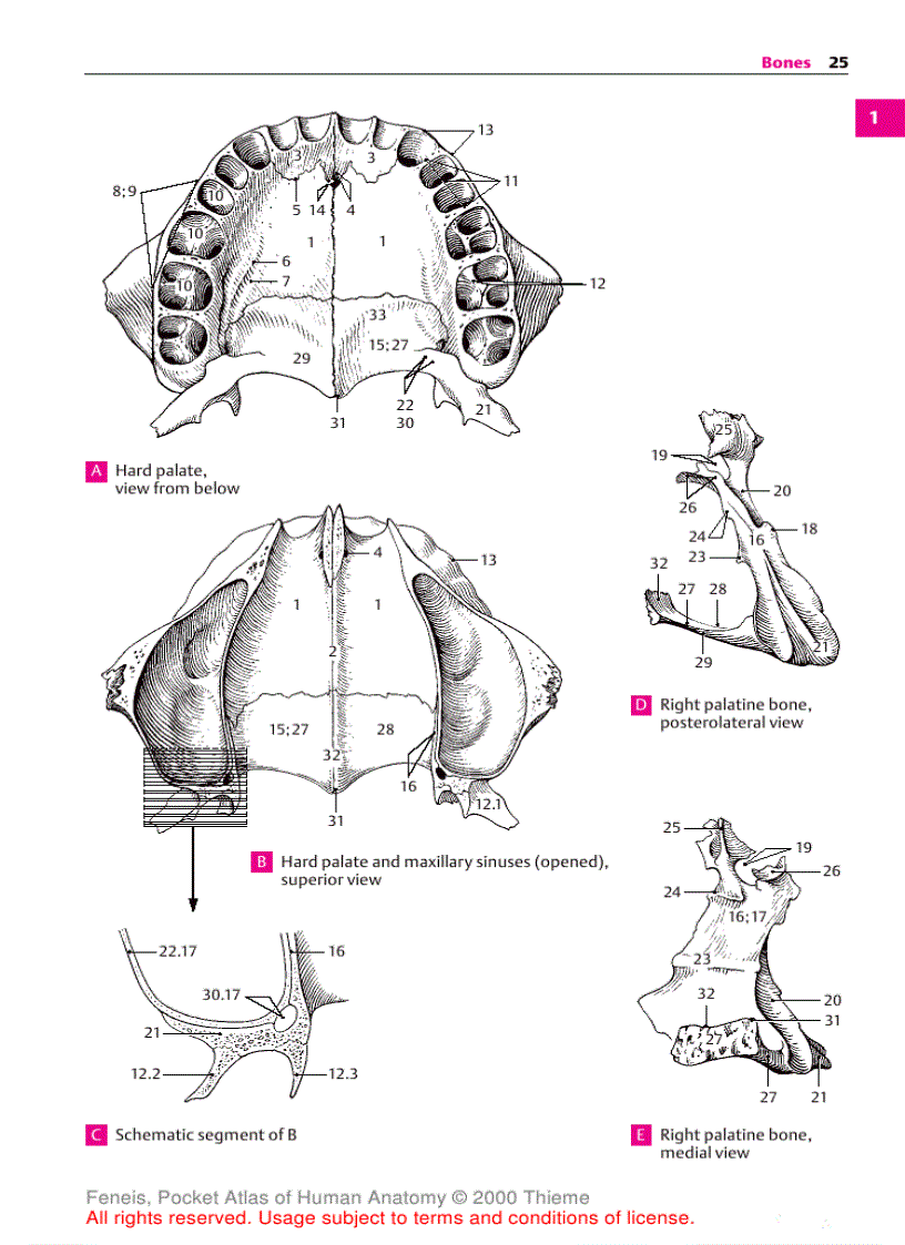 image for page Pocket Atlas of Human Anatomy Based on the International Nomenclature