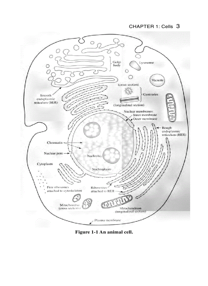 image for page Schaum s Easy Outline Molecular and Cell Biology