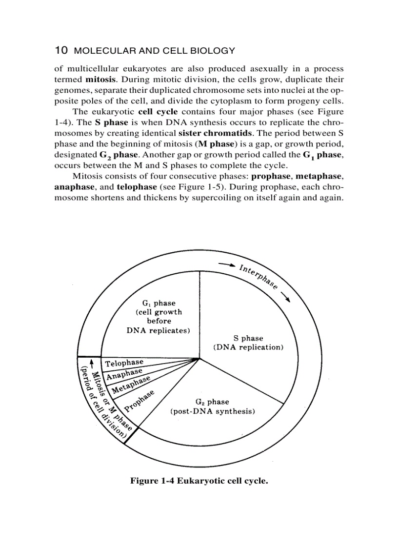 image for page Schaum s Easy Outline Molecular and Cell Biology