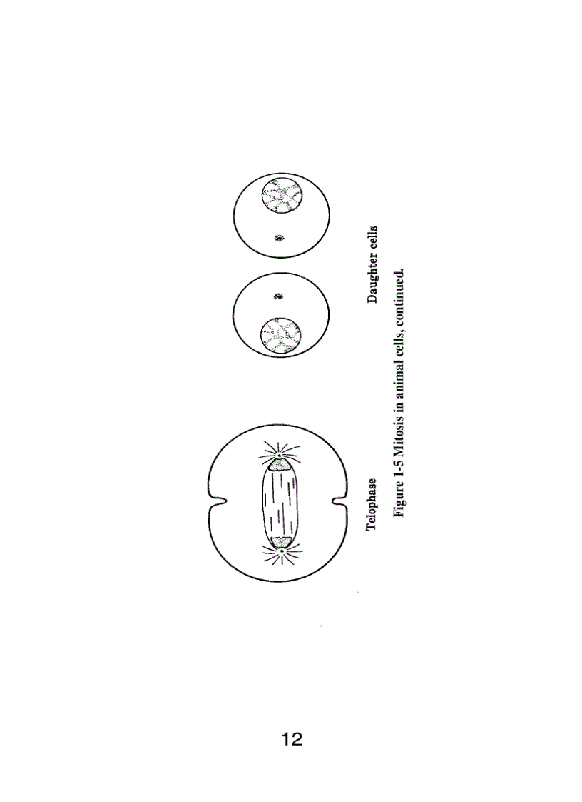 image for page Schaum s Easy Outline Molecular and Cell Biology