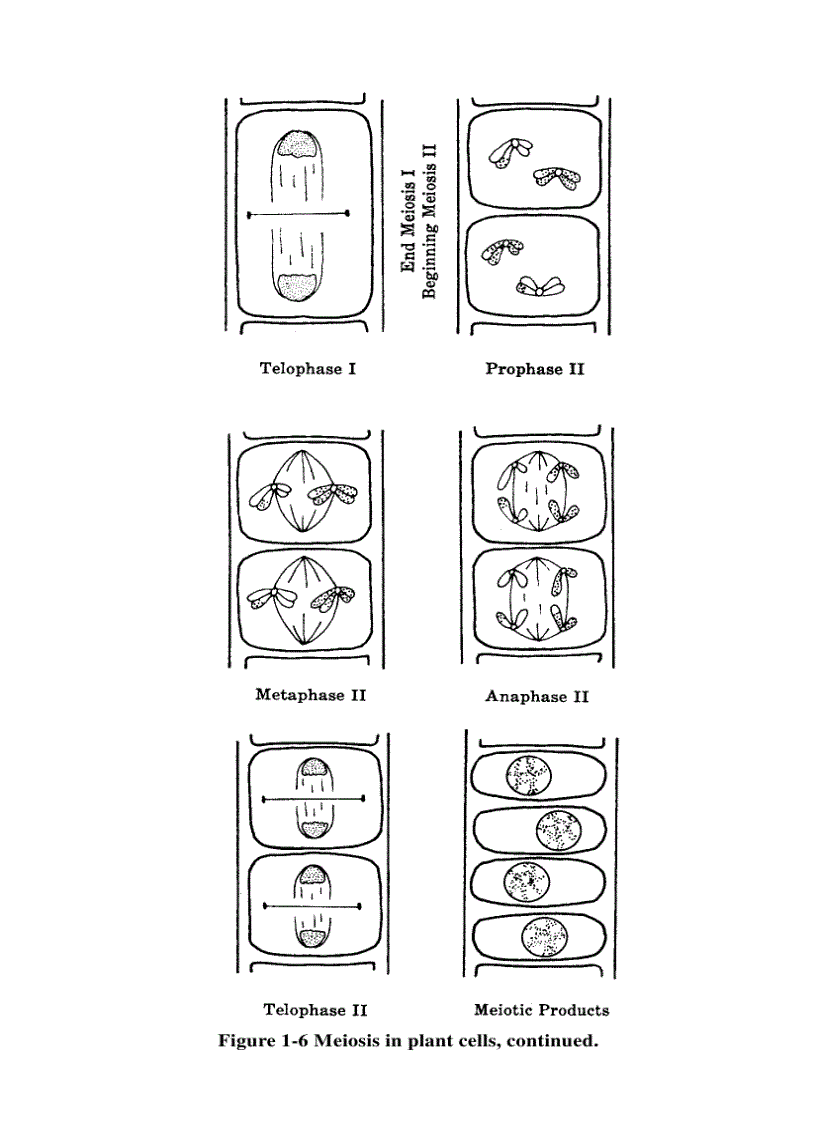 image for page Schaum s Easy Outline Molecular and Cell Biology