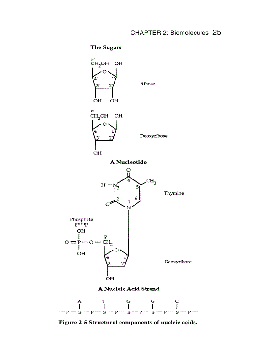 image for page Schaum s Easy Outline Molecular and Cell Biology