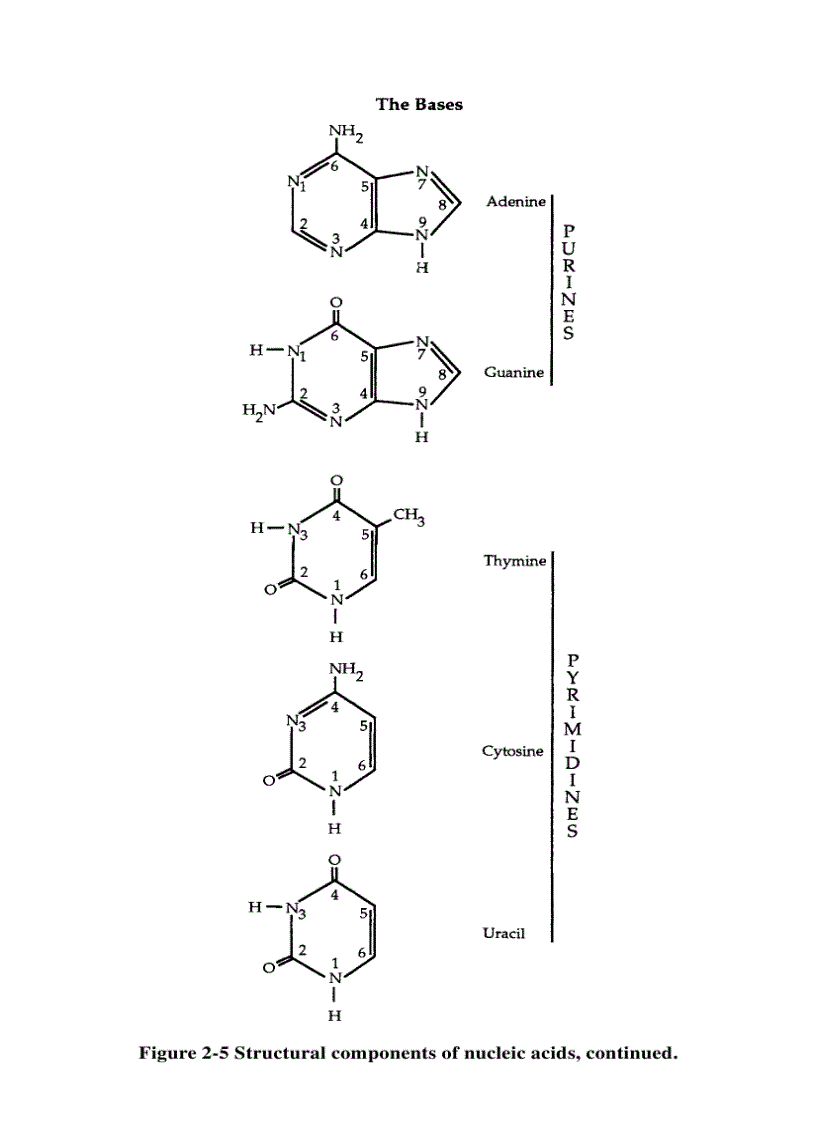 image for page Schaum s Easy Outline Molecular and Cell Biology