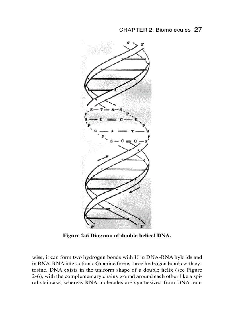 image for page Schaum s Easy Outline Molecular and Cell Biology