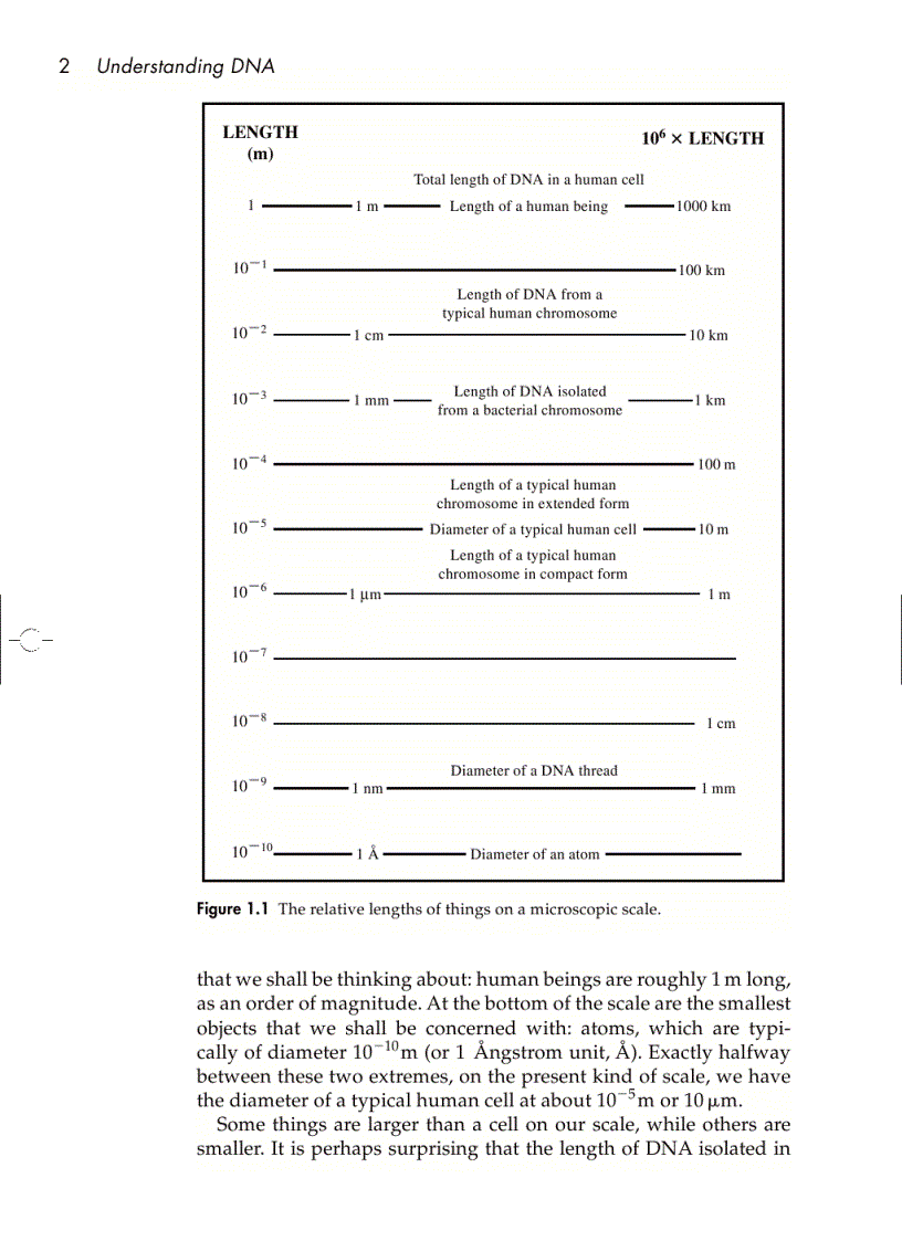 image for page Understanding DNA The Molecule and How It Works 3rd ed