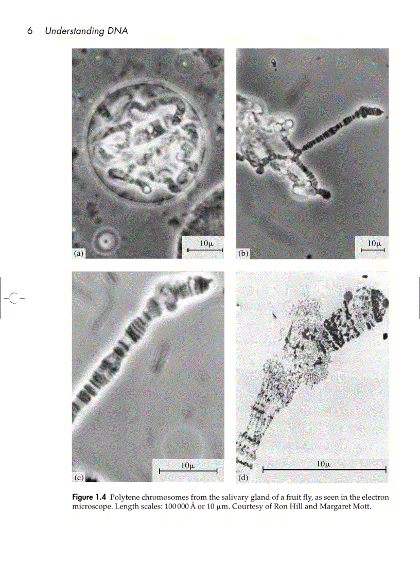 image for page Understanding DNA The Molecule and How It Works 3rd ed