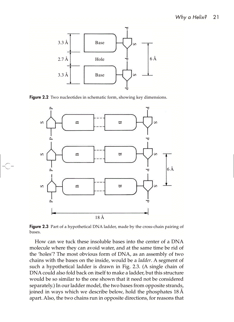 image for page Understanding DNA The Molecule and How It Works 3rd ed