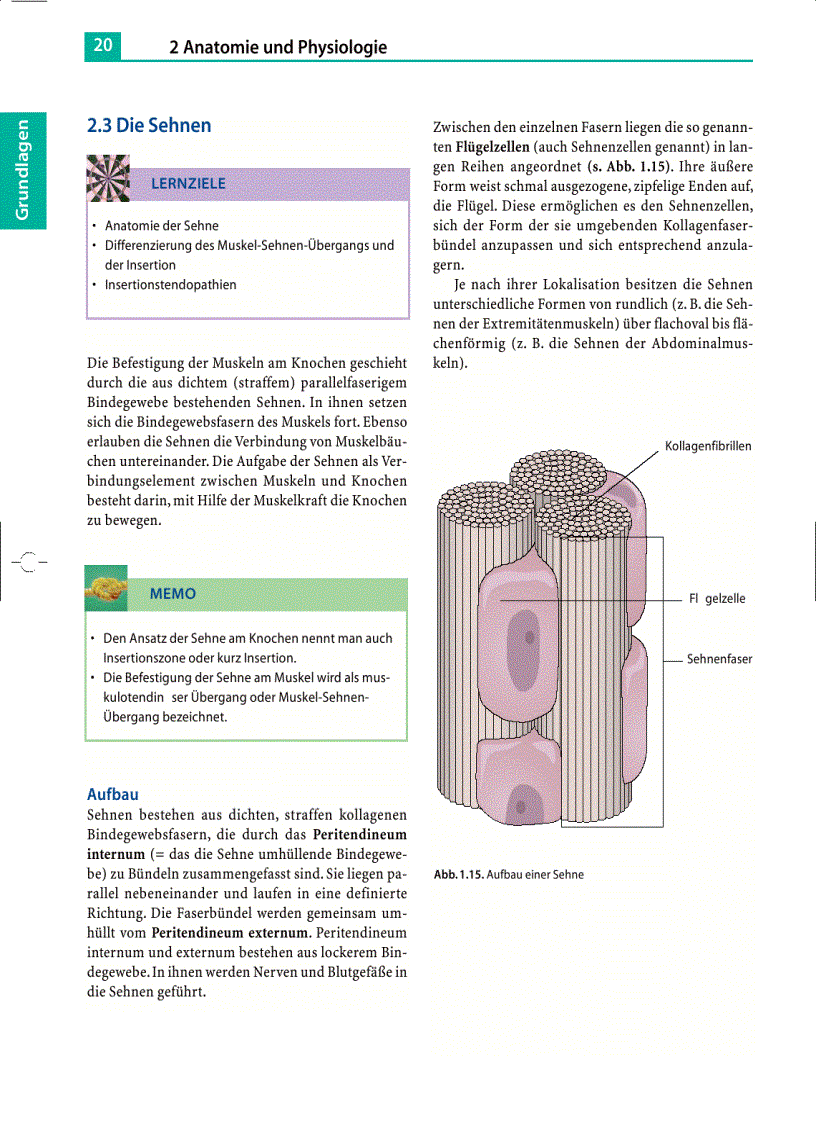 image for page Massage Klassische Massage Querfriktionen Funktionsmassage